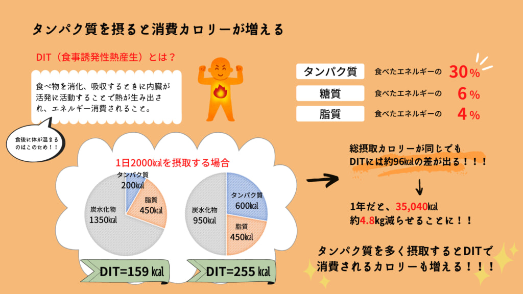 タンパク質を摂ると脂肪が燃焼しやすくなる ピュアパートナー 公式ショップ